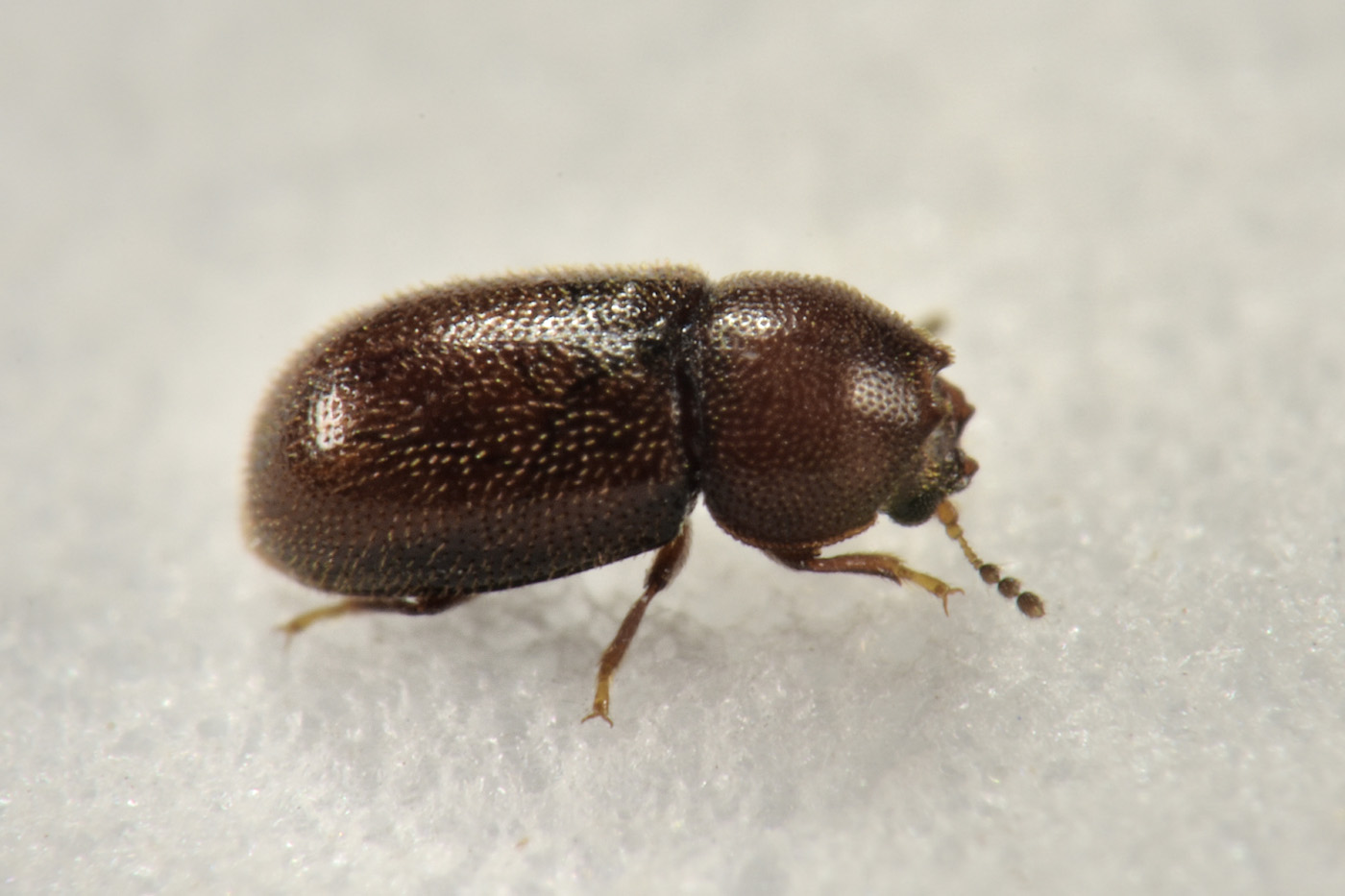Ciidae: Ennearthron cornutum? Sì...